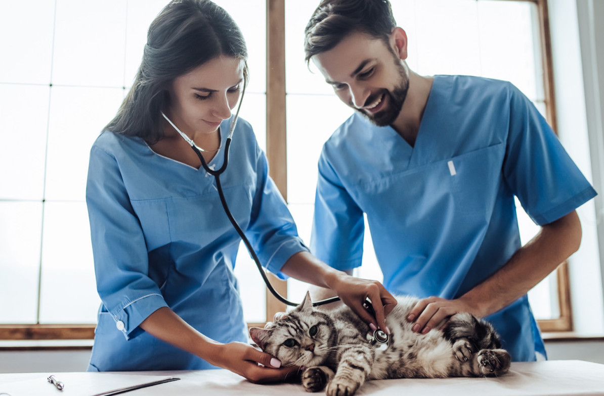 How to a Veterinarian in Texas